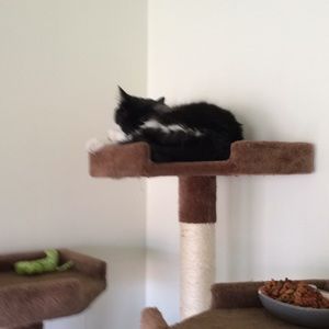 Meet your Posher, Albert